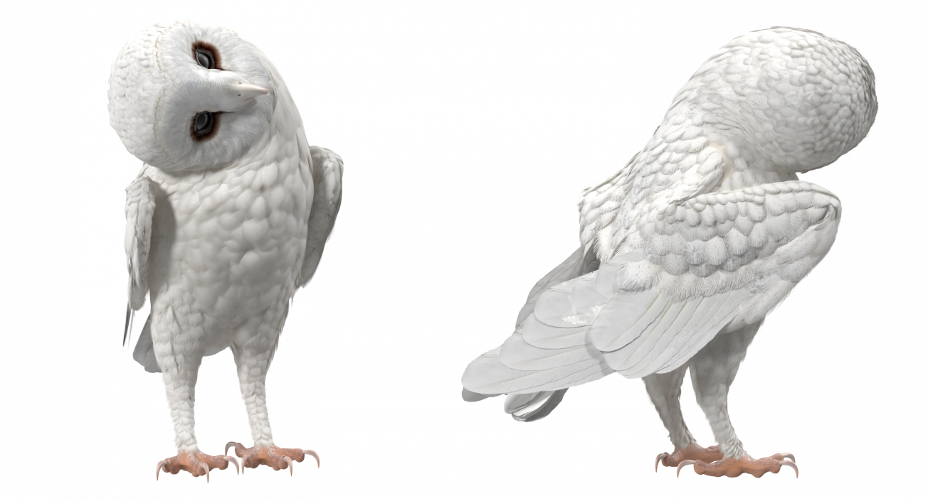 White Barn Owl 3D model