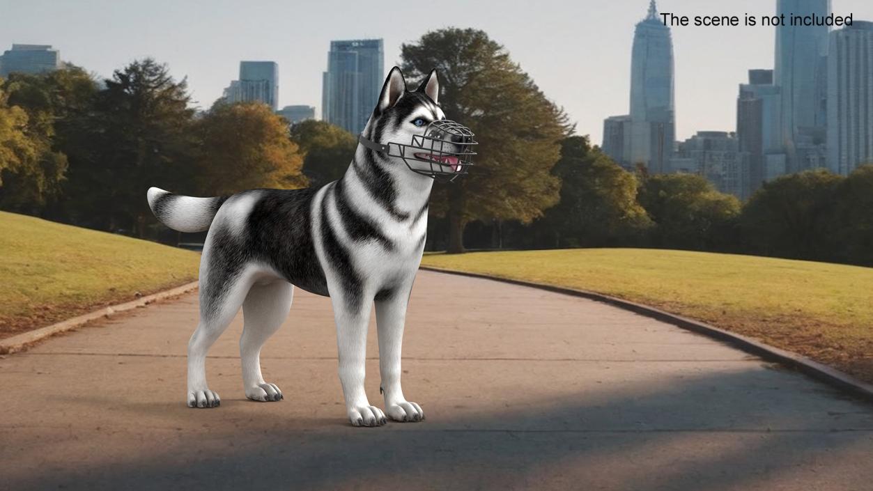 Siberian Husky Black and White with Muzzle 2 3D model