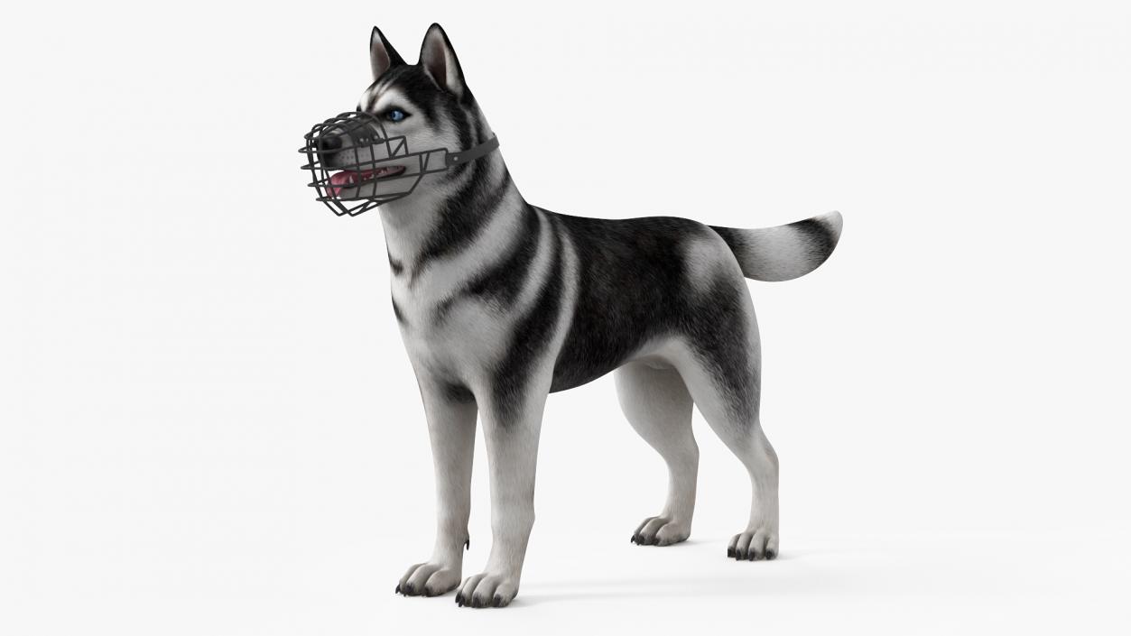 Siberian Husky Black and White with Muzzle 2 3D model