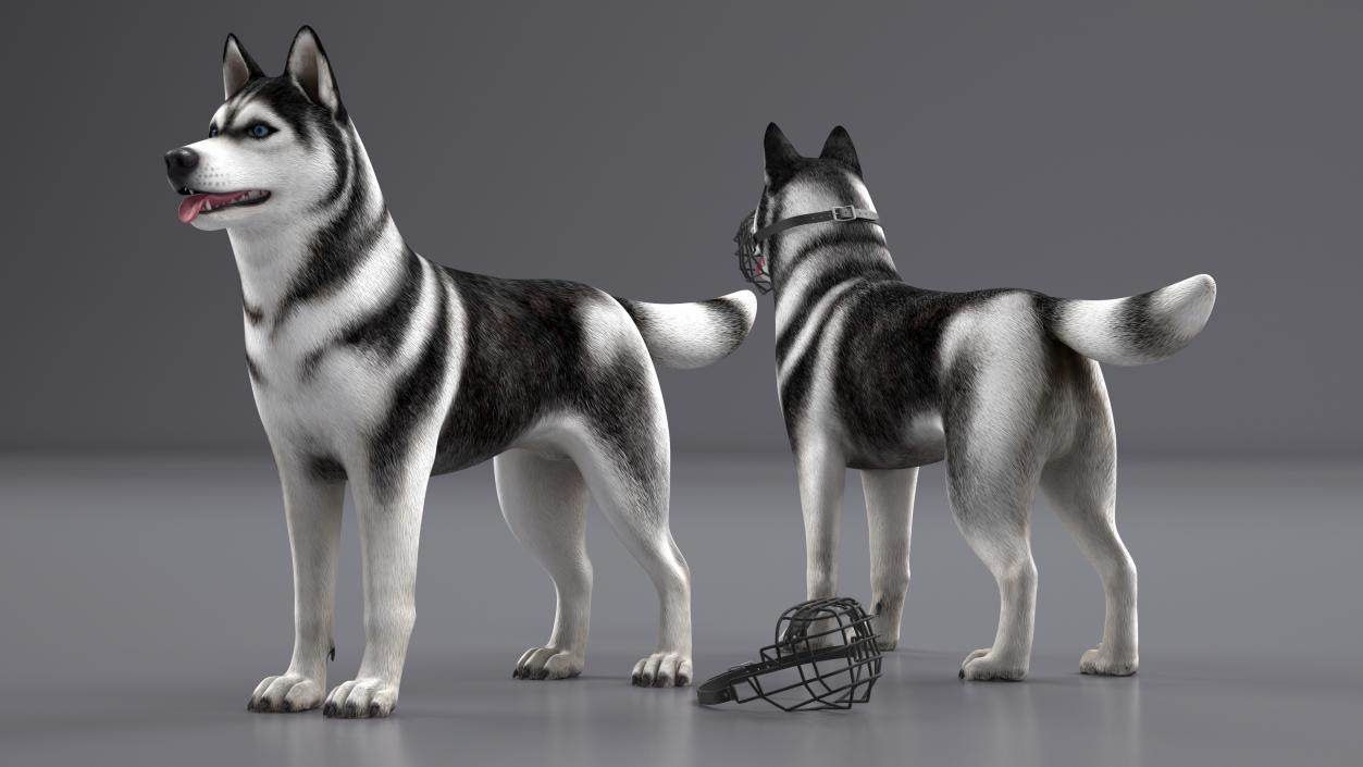 Siberian Husky Black and White with Muzzle 2 3D model