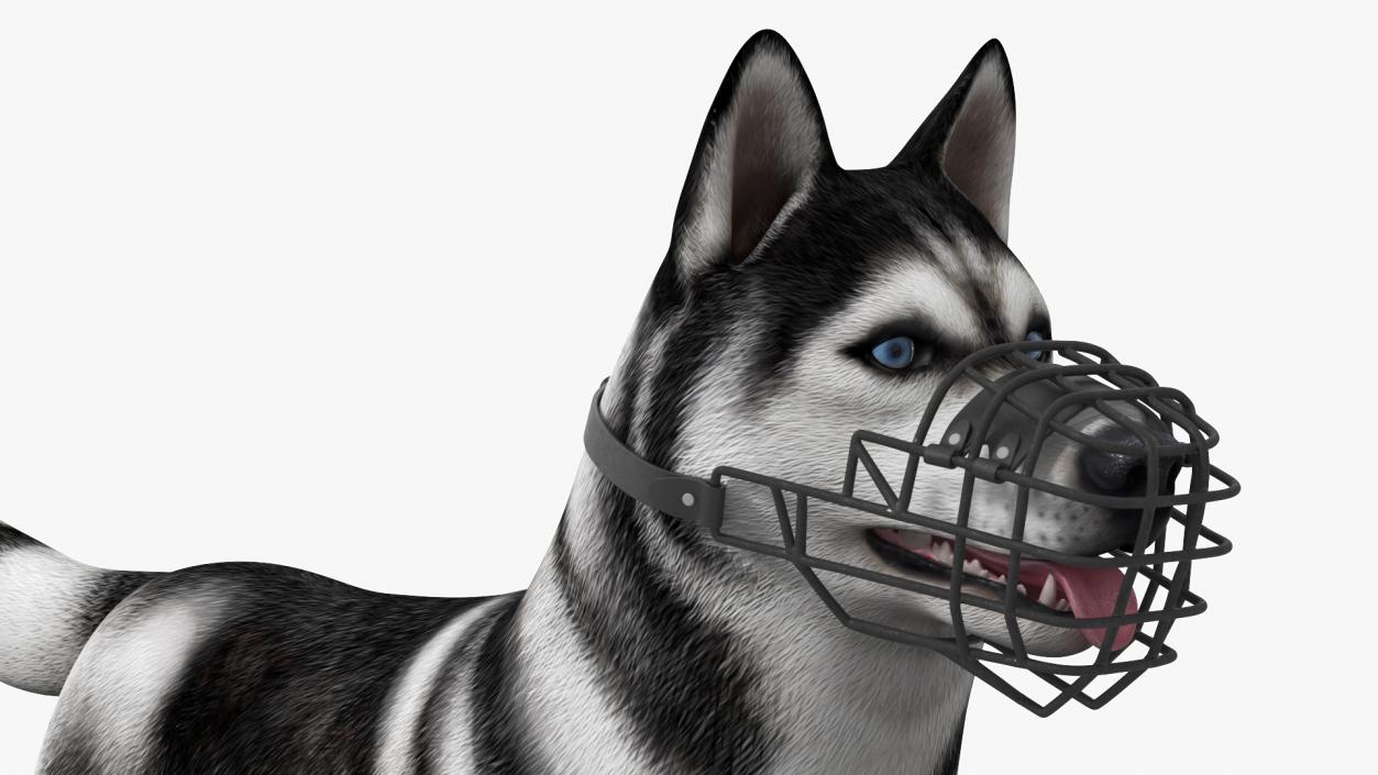 Siberian Husky Black and White with Muzzle 2 3D model