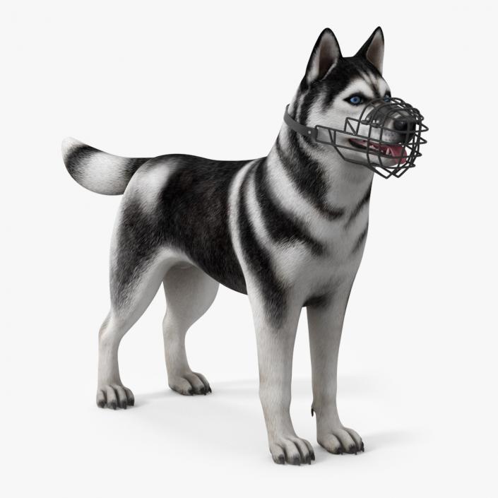 Siberian Husky Black and White with Muzzle 2 3D model