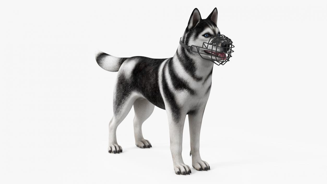 Siberian Husky Black and White with Muzzle 2 3D model