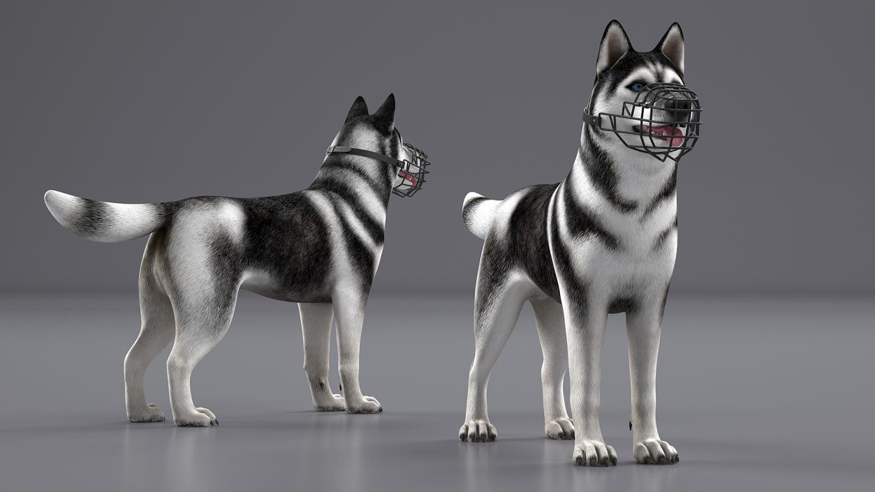 Siberian Husky Black and White with Muzzle 2 3D model