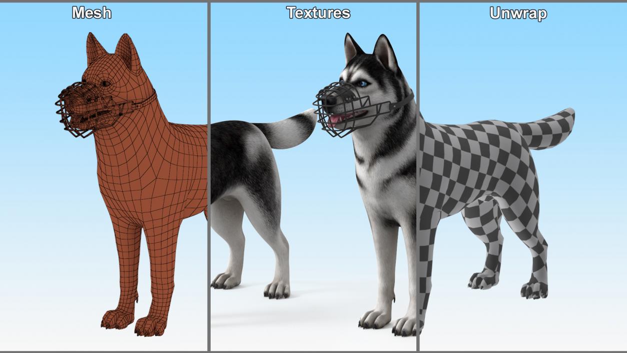 Siberian Husky Black and White with Muzzle 2 3D model