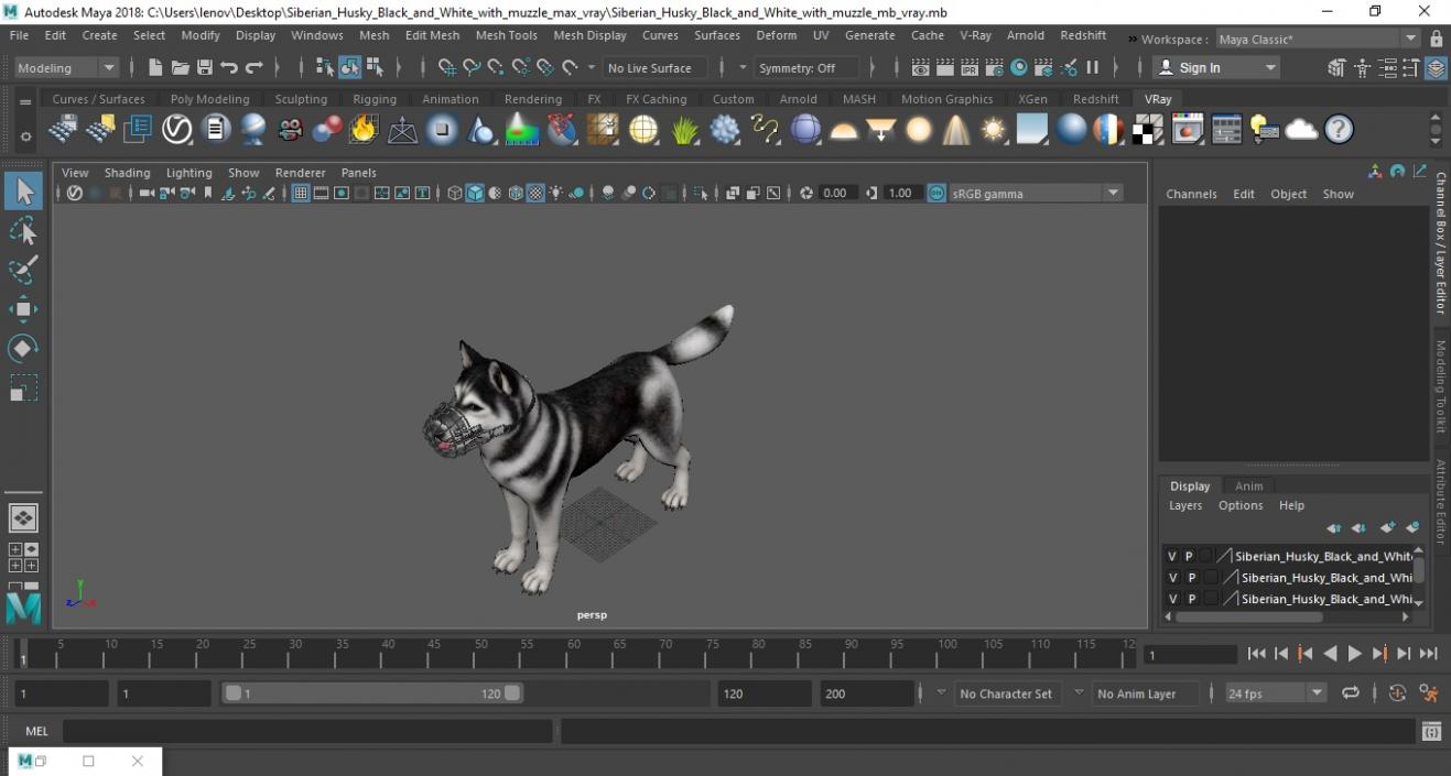 Siberian Husky Black and White with Muzzle 2 3D model