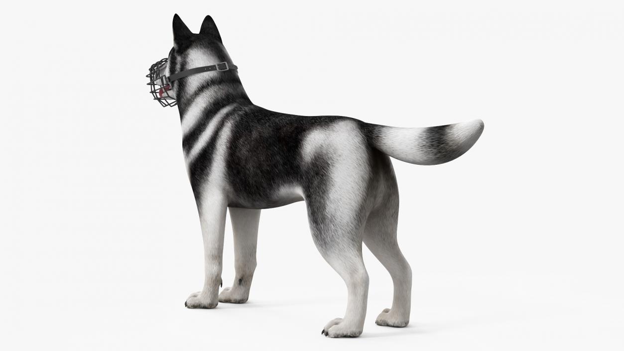 Siberian Husky Black and White with Muzzle 2 3D model