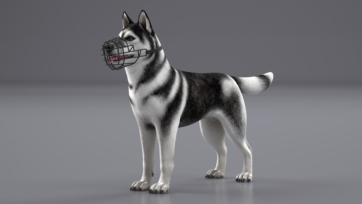 Siberian Husky Black and White with Muzzle 2 3D model