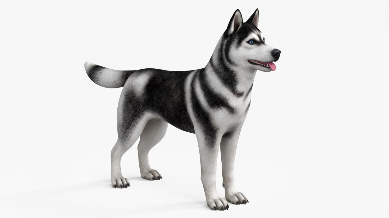 Siberian Husky Black and White with Muzzle 2 3D model