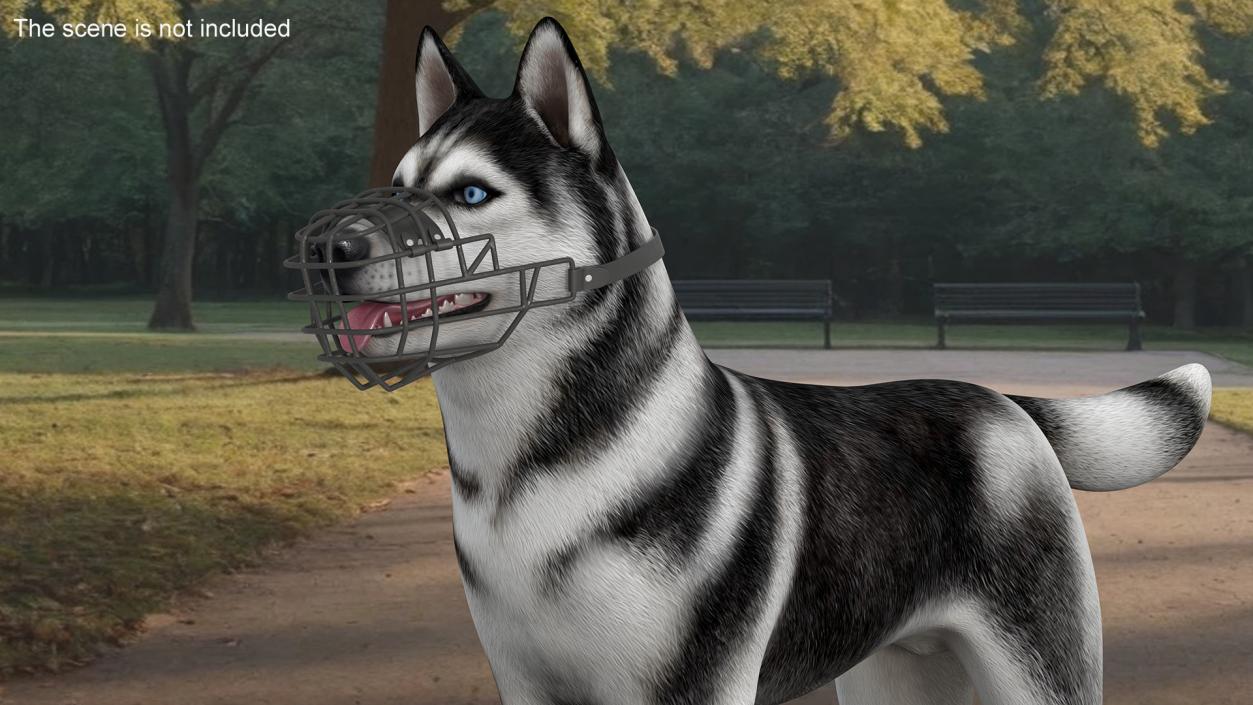 Siberian Husky Black and White with Muzzle 2 3D model