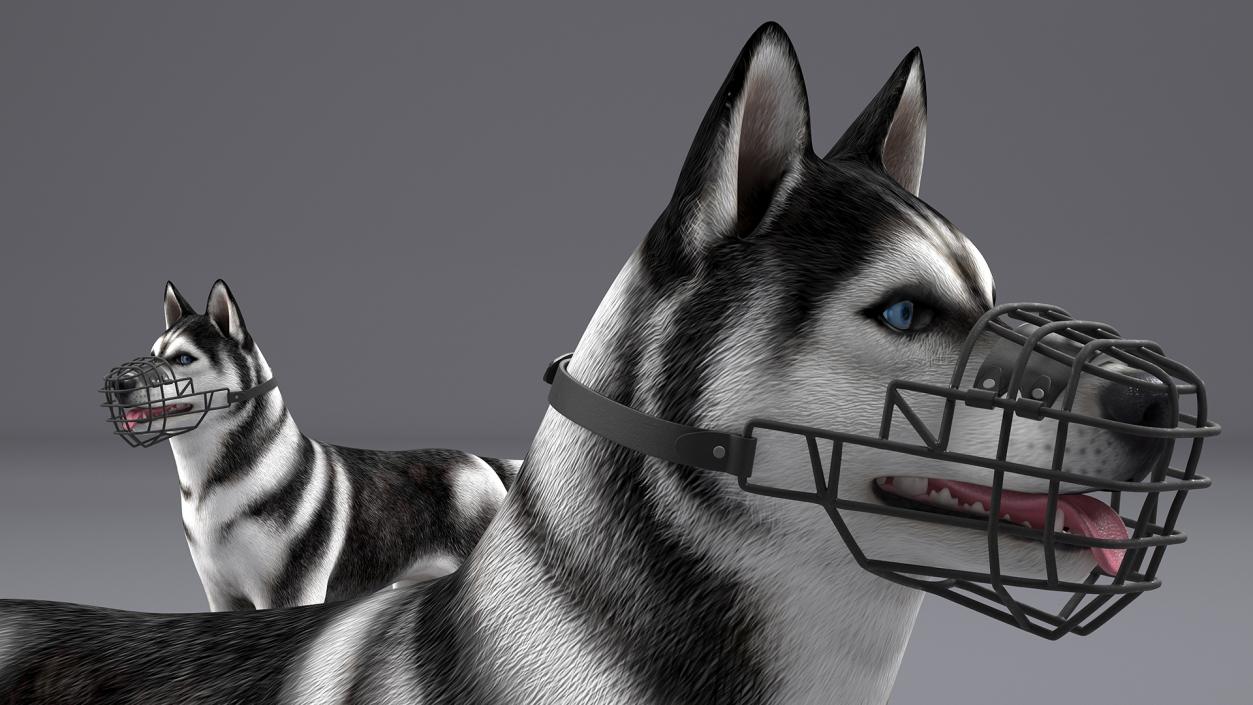 Siberian Husky Black and White with Muzzle 2 3D model