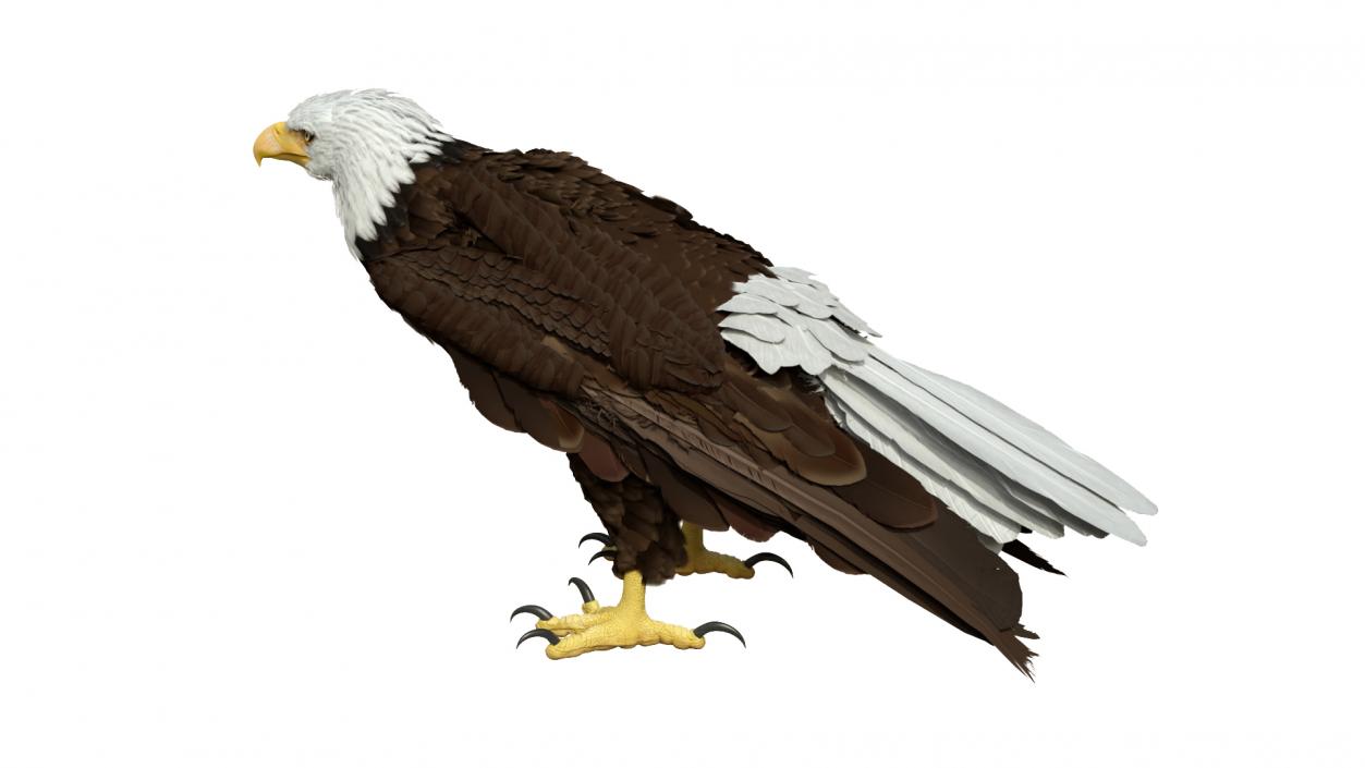 3D American Bald Eagle Standing model