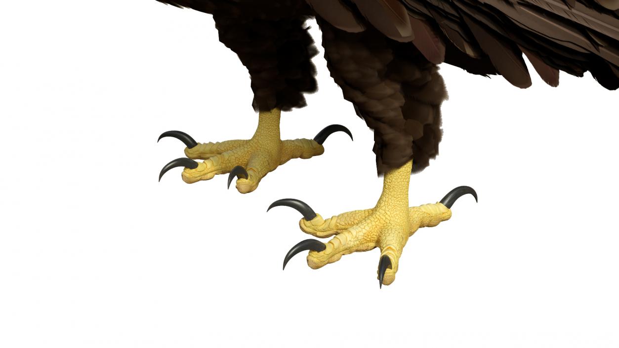 3D American Bald Eagle Standing model