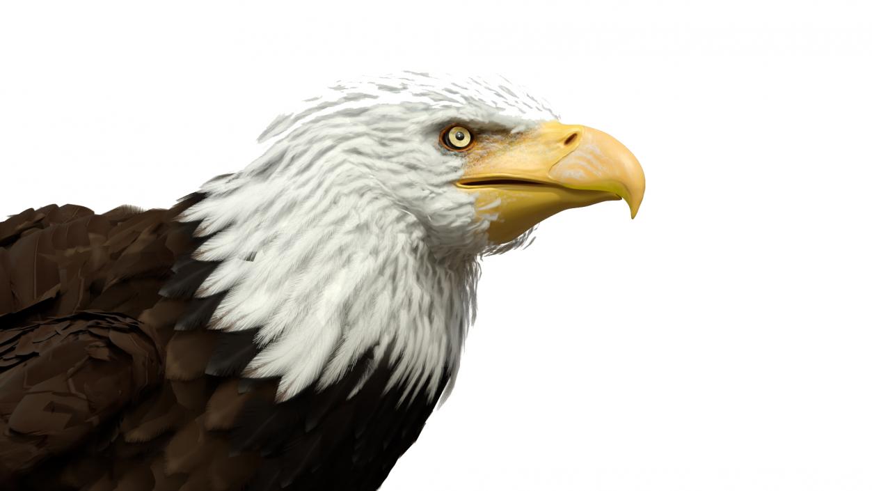 3D American Bald Eagle Standing model