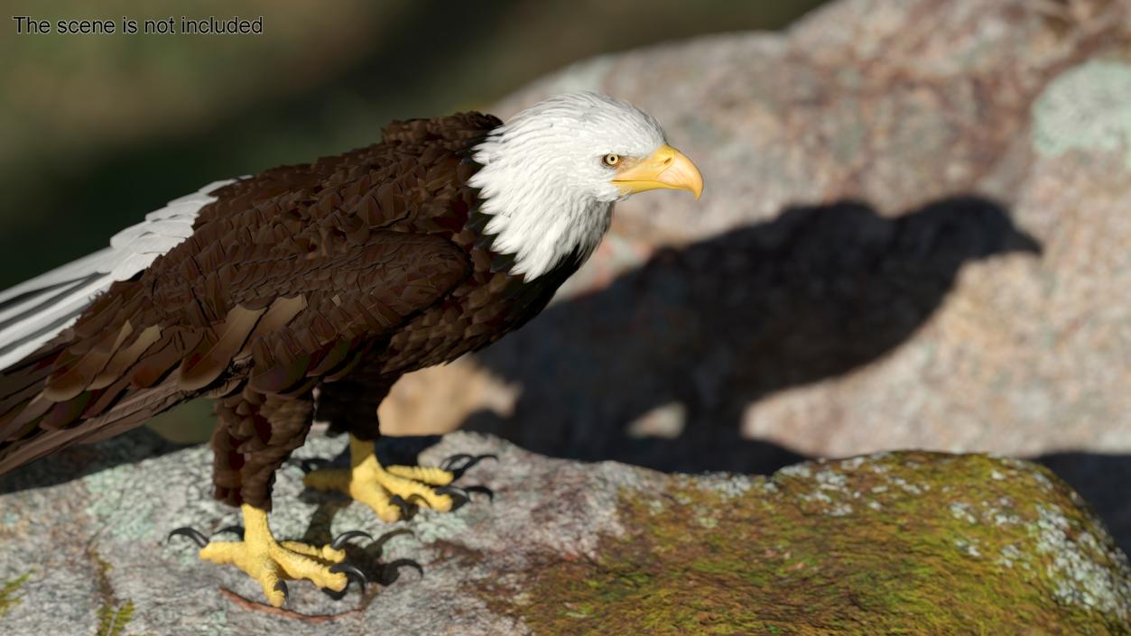 3D American Bald Eagle Standing model