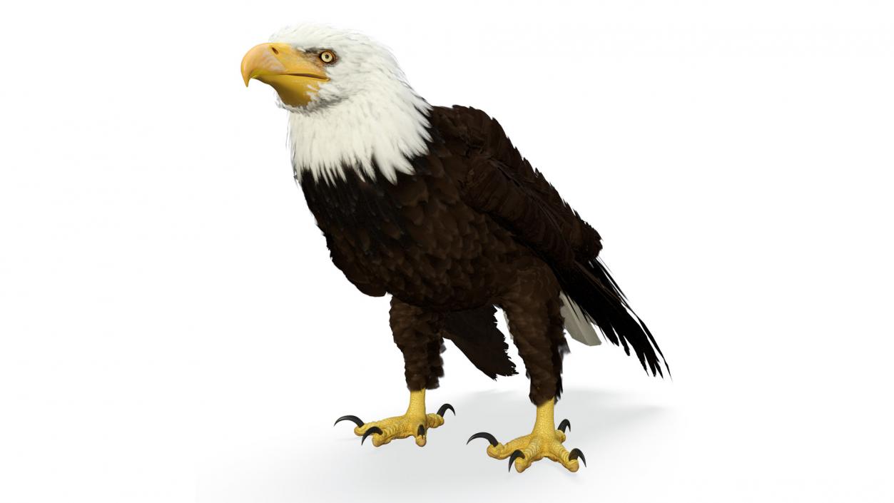 3D American Bald Eagle Standing model