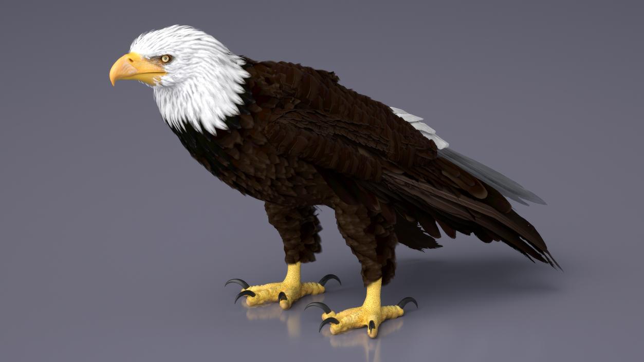 3D American Bald Eagle Standing model