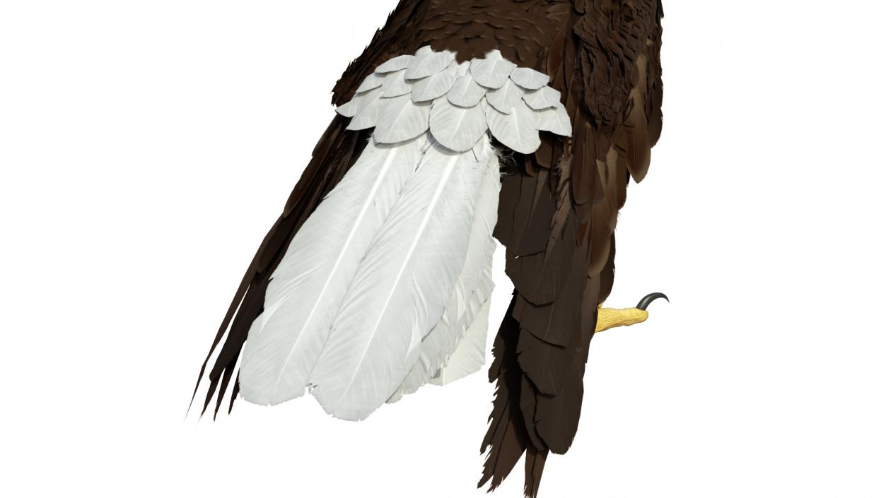 3D American Bald Eagle Standing model