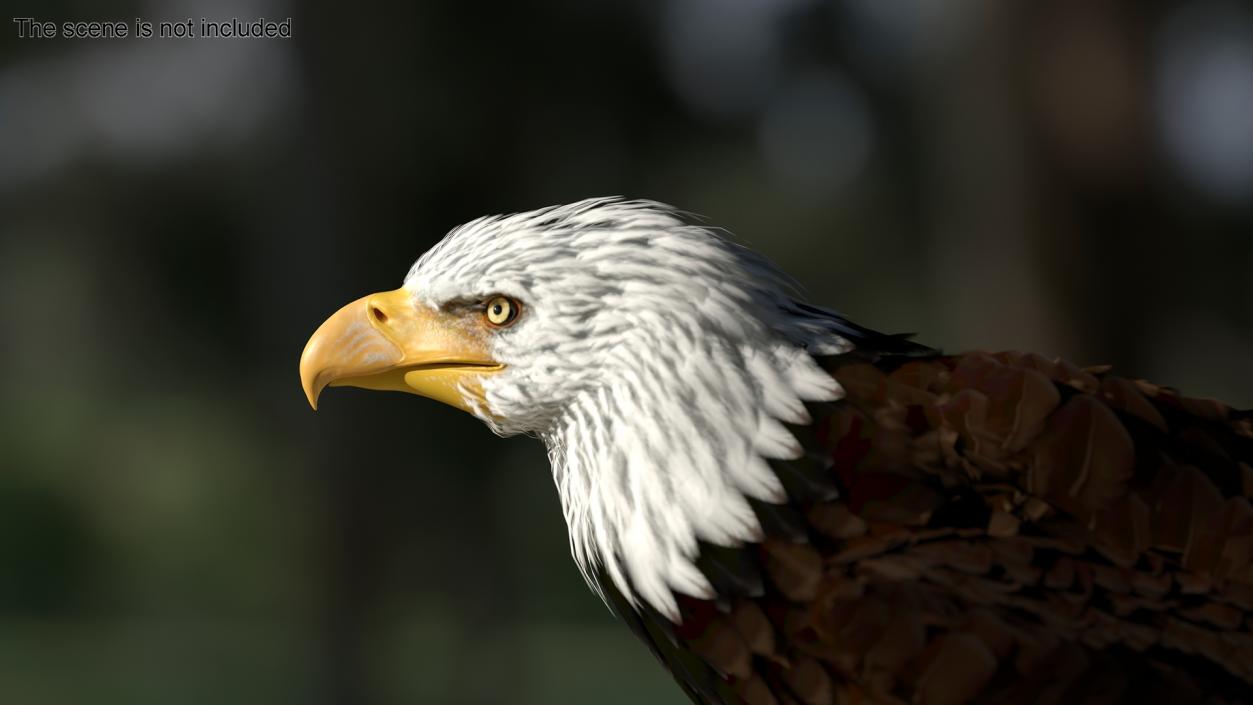 3D American Bald Eagle Standing model