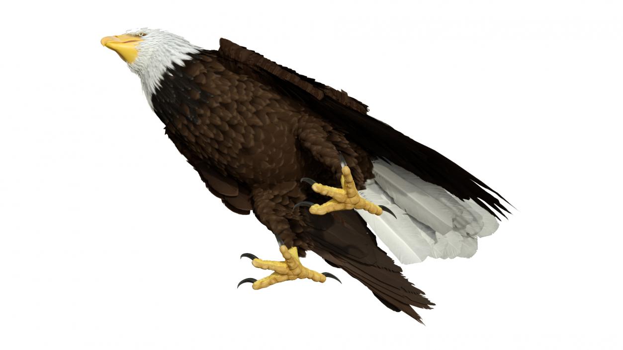 3D American Bald Eagle Standing model