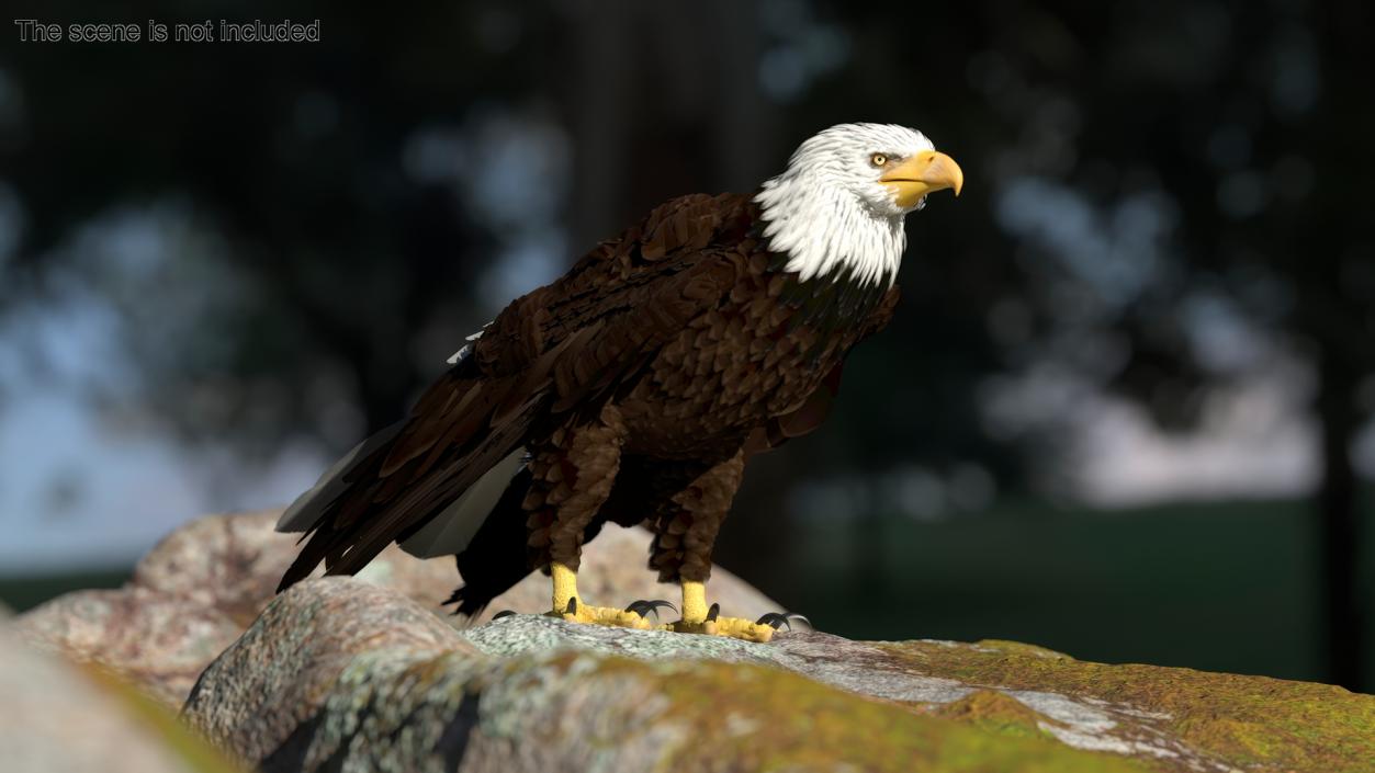 3D American Bald Eagle Standing model