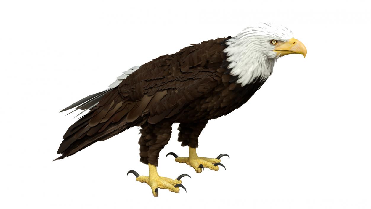 3D American Bald Eagle Standing model