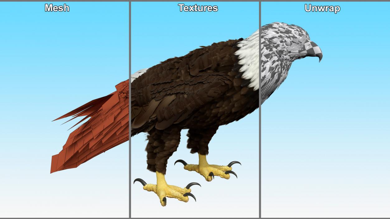 3D American Bald Eagle Standing model