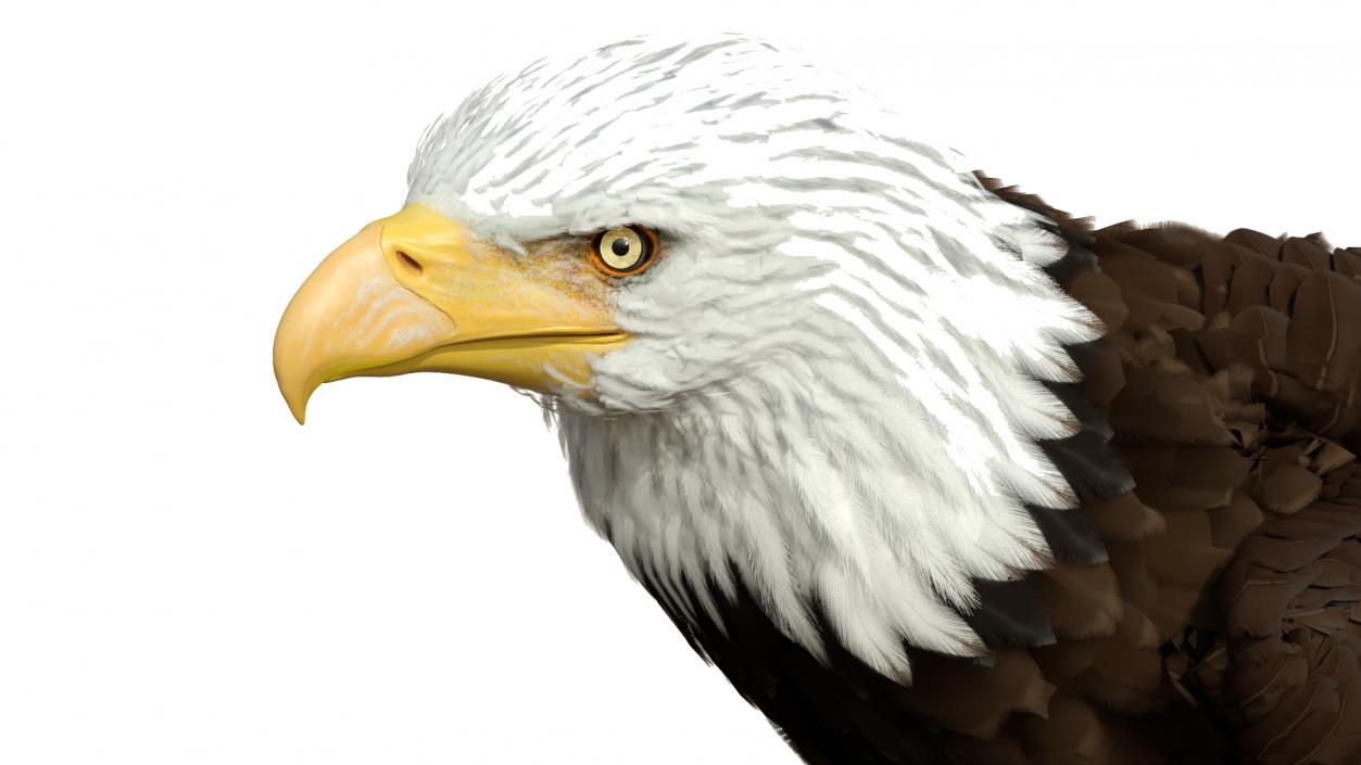 3D American Bald Eagle Standing model