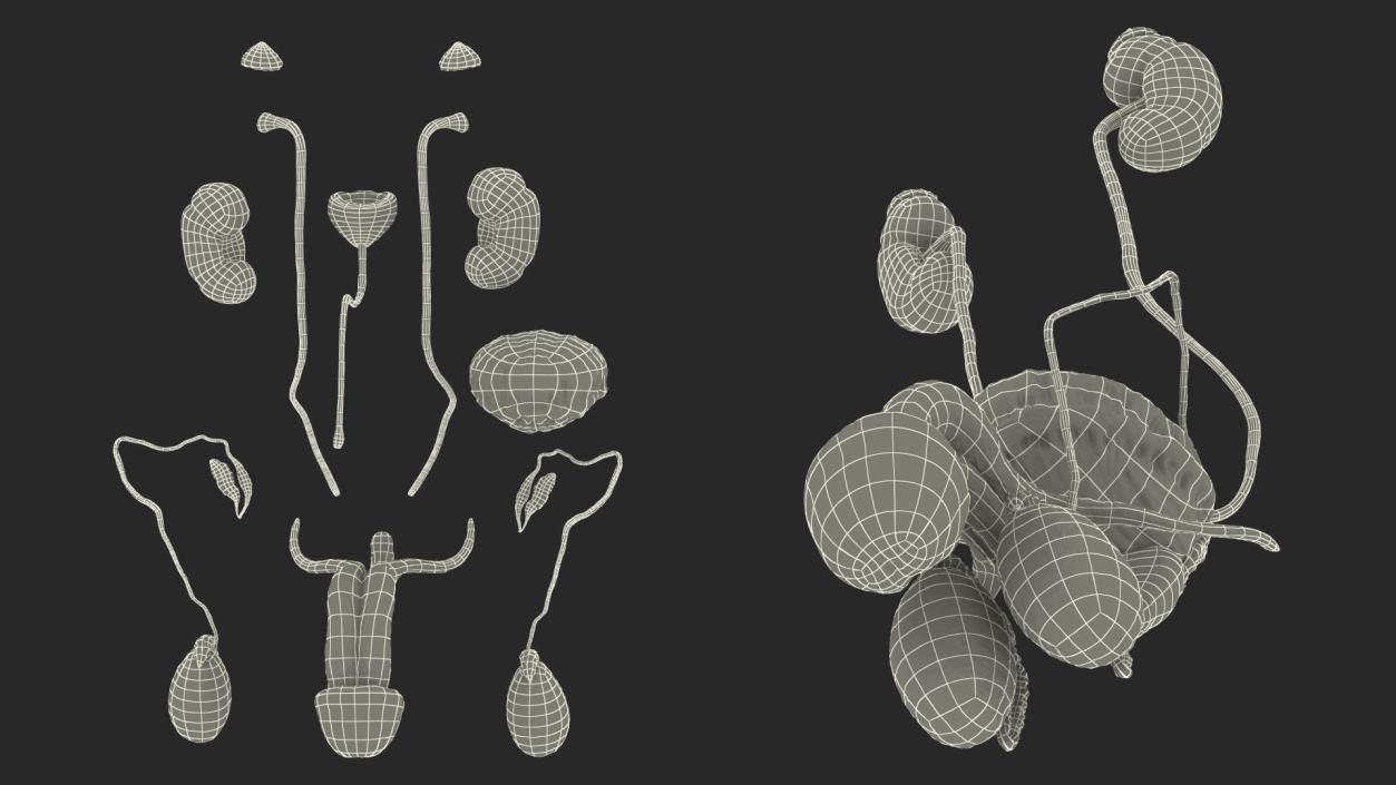 3D Male Reproductive and Urinary System