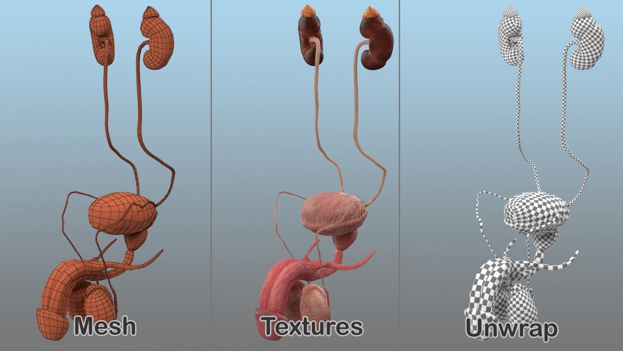 3D Male Reproductive and Urinary System