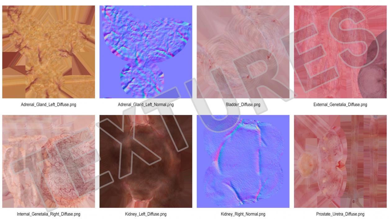 3D Male Reproductive and Urinary System