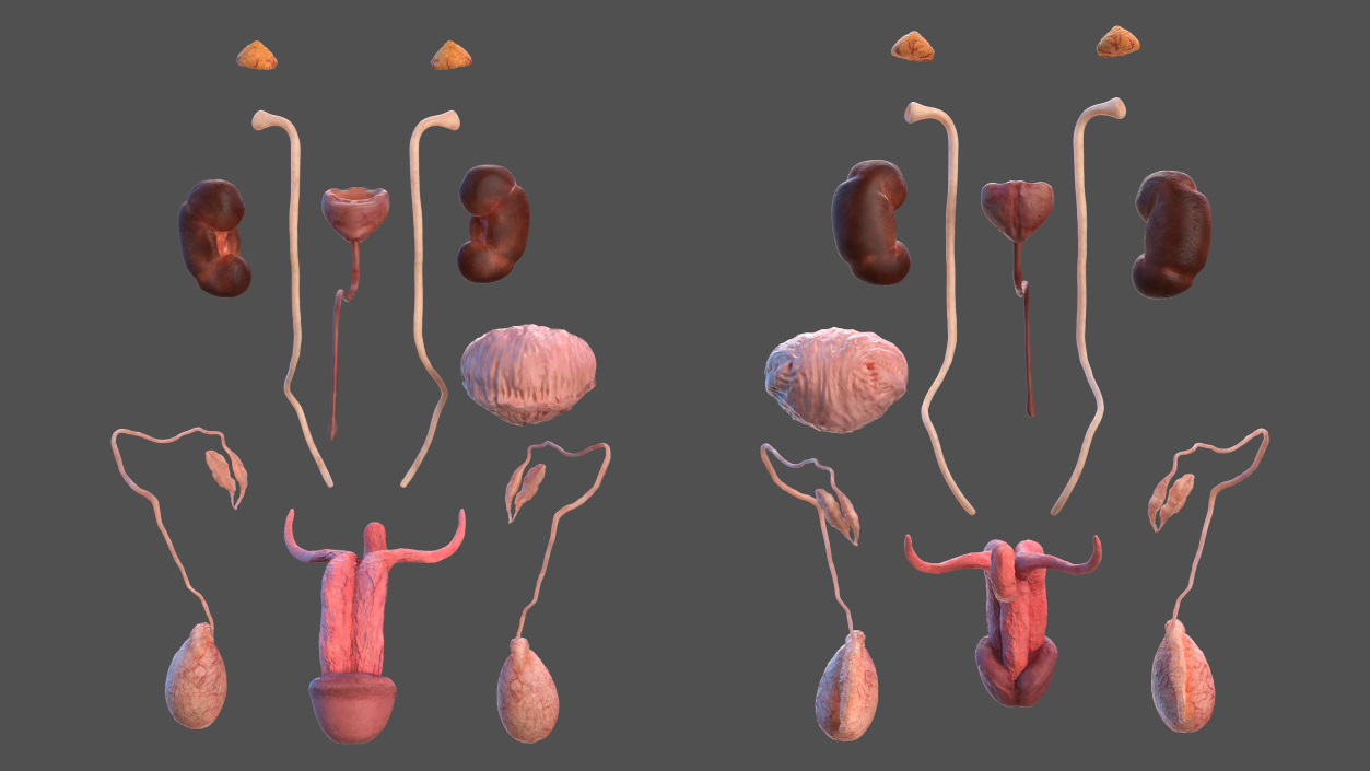 3D Male Reproductive and Urinary System