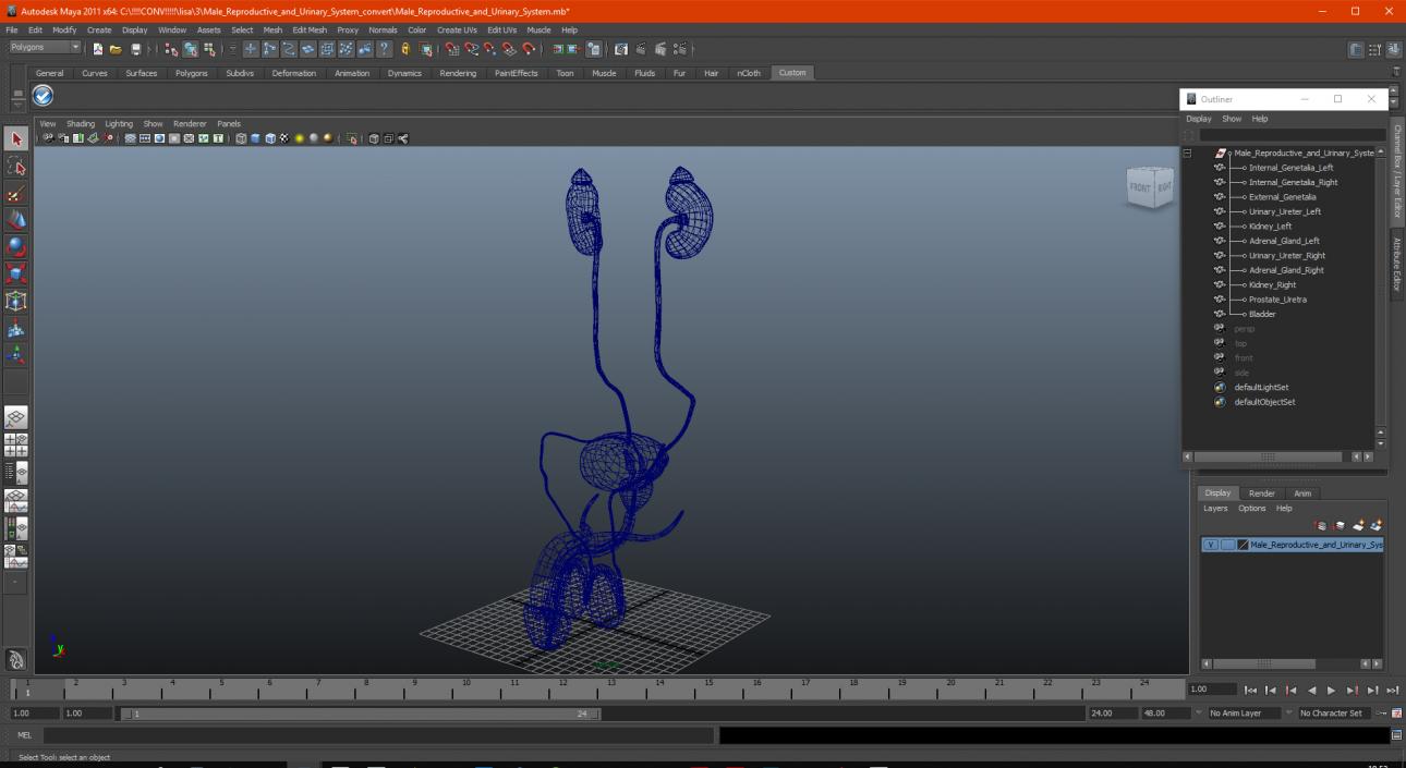 3D Male Reproductive and Urinary System