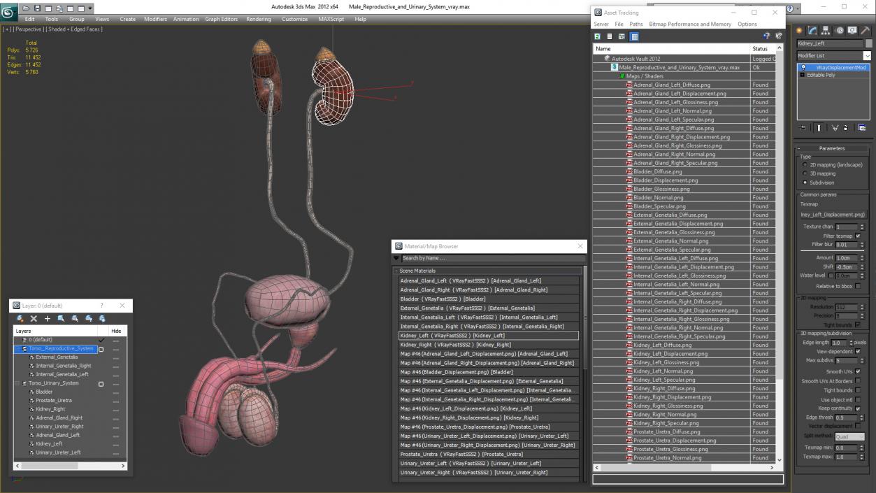 3D Male Reproductive and Urinary System