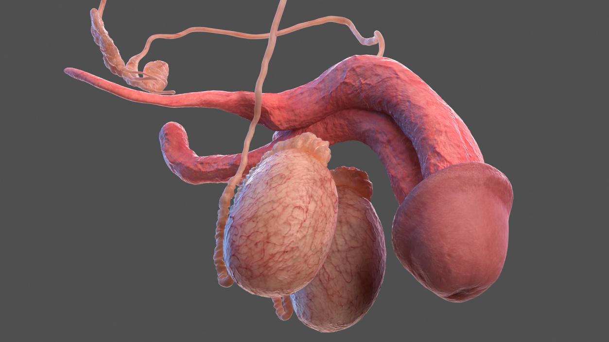 3D Male Reproductive and Urinary System