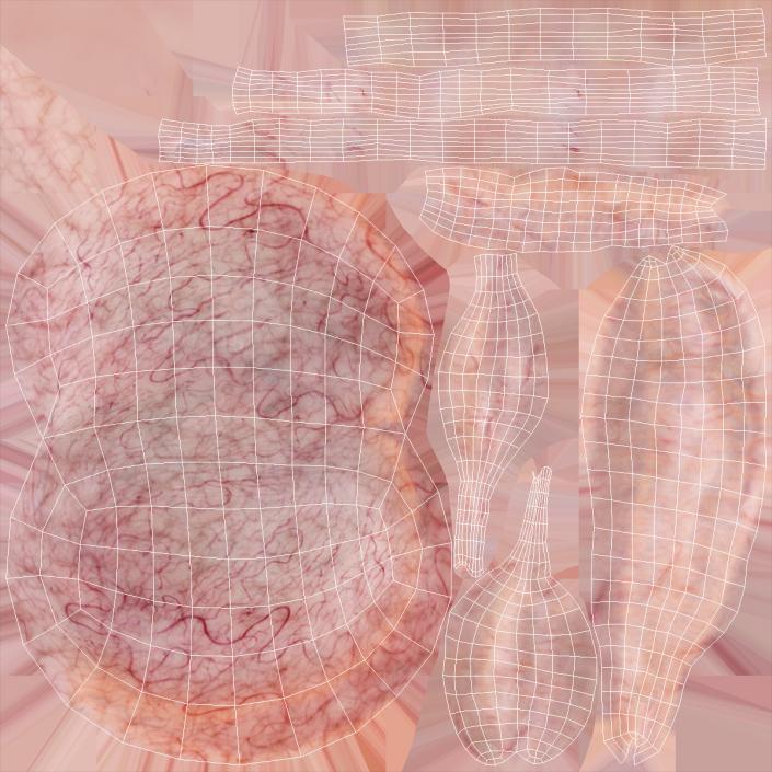 3D Male Reproductive and Urinary System