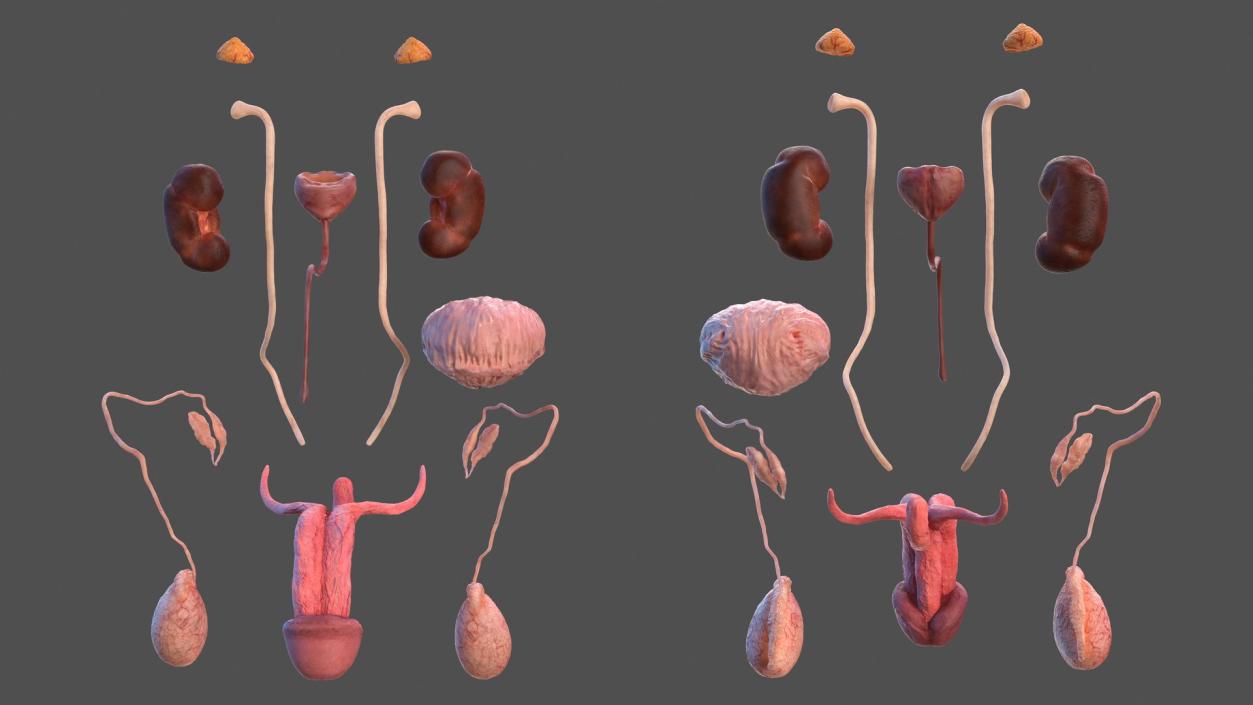 3D Male Reproductive and Urinary System