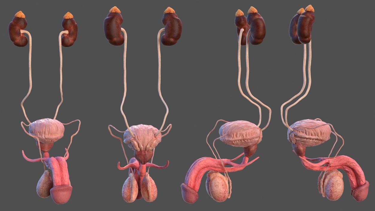 3D Male Reproductive and Urinary System