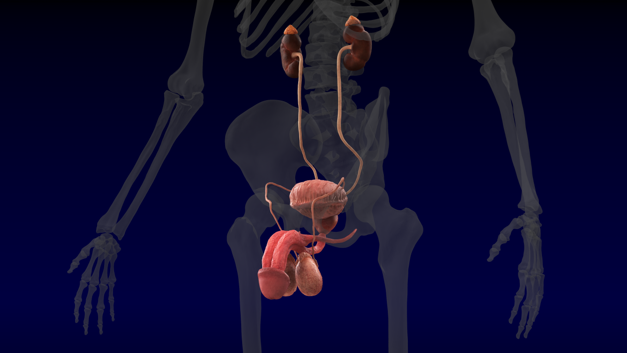 3D Male Reproductive and Urinary System