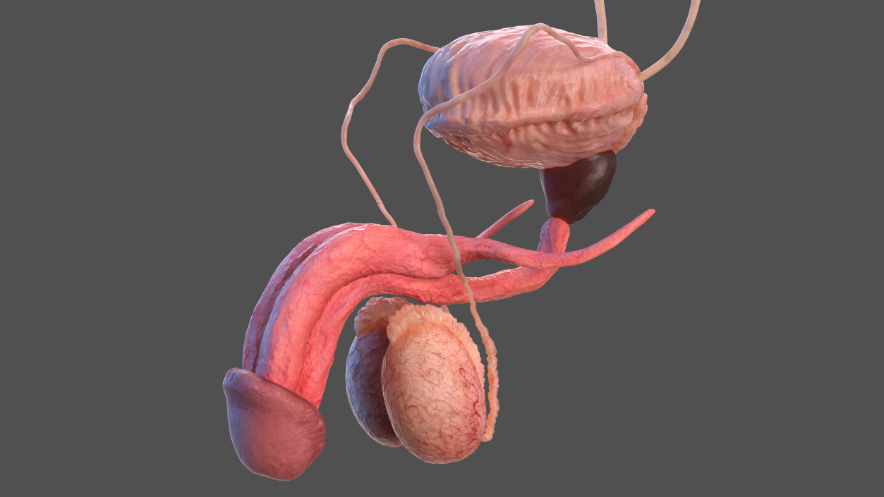 3D Male Reproductive and Urinary System