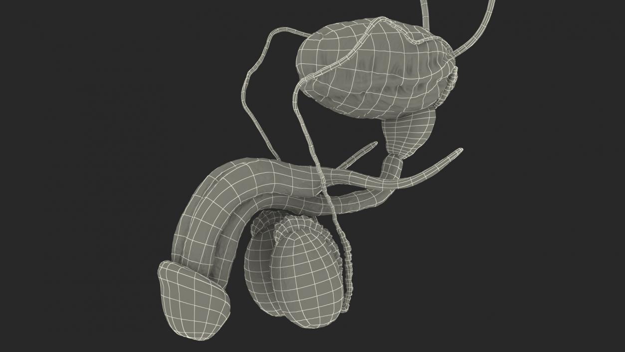 3D Male Reproductive and Urinary System