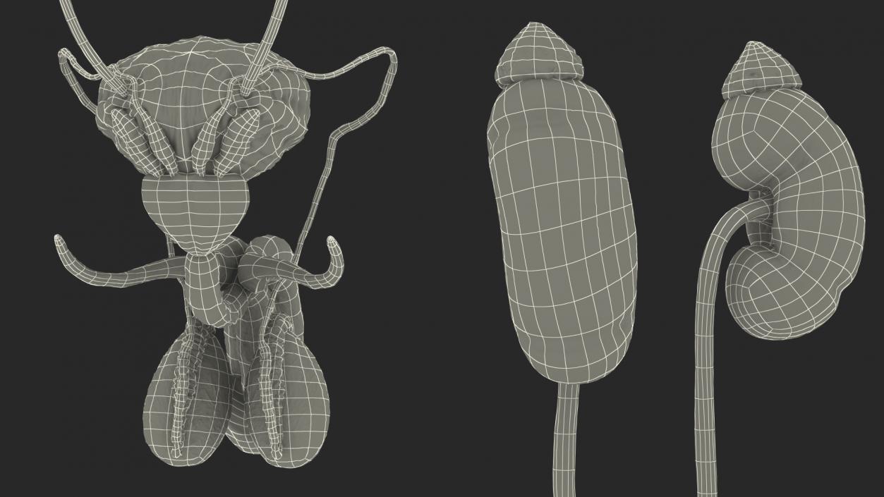 3D Male Reproductive and Urinary System