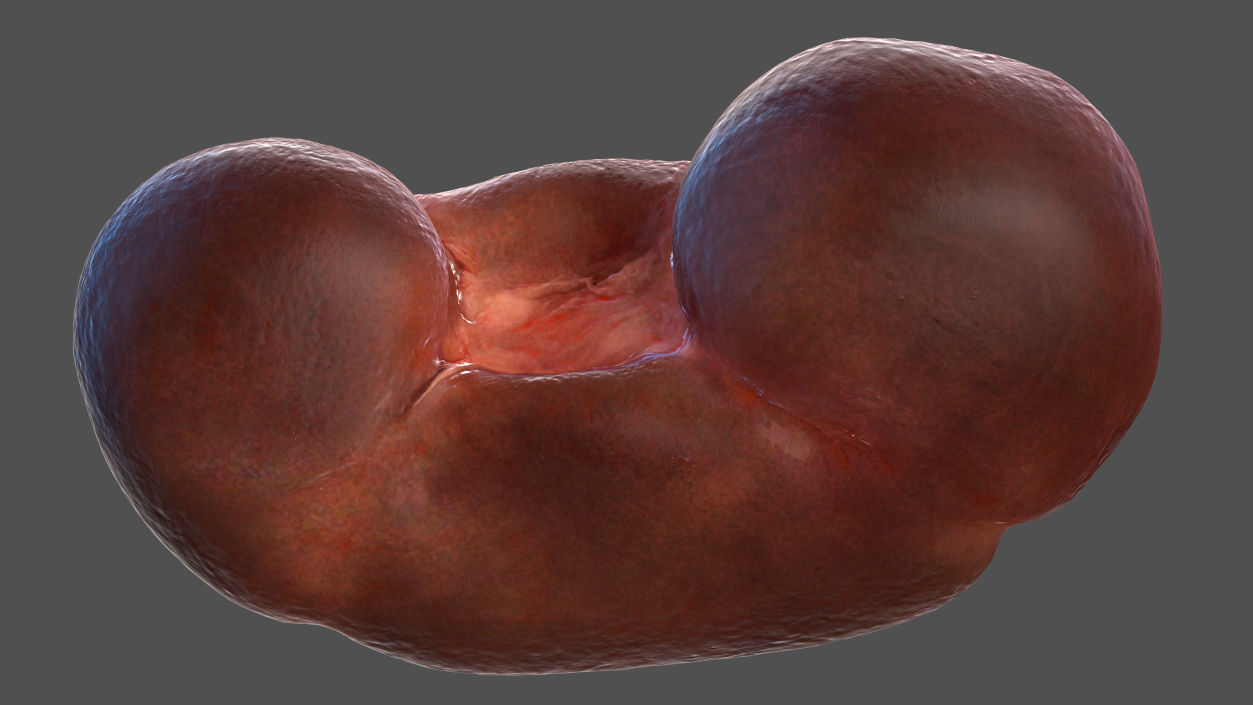 3D Male Reproductive and Urinary System