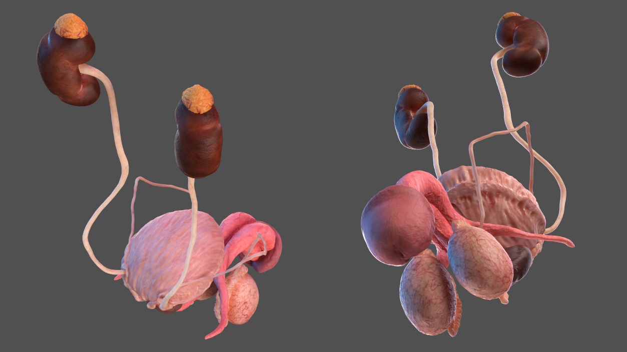 3D Male Reproductive and Urinary System