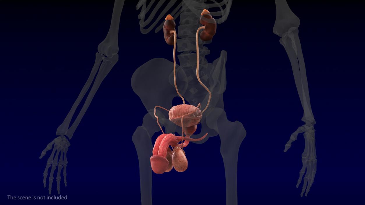 3D Male Reproductive and Urinary System