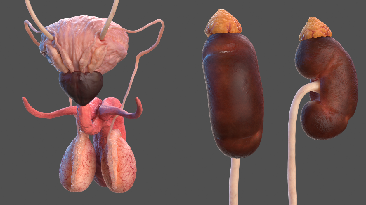 3D Male Reproductive and Urinary System