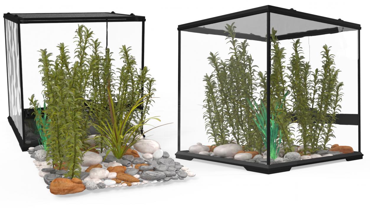 3D Small Cubic Terrarium with Plants model