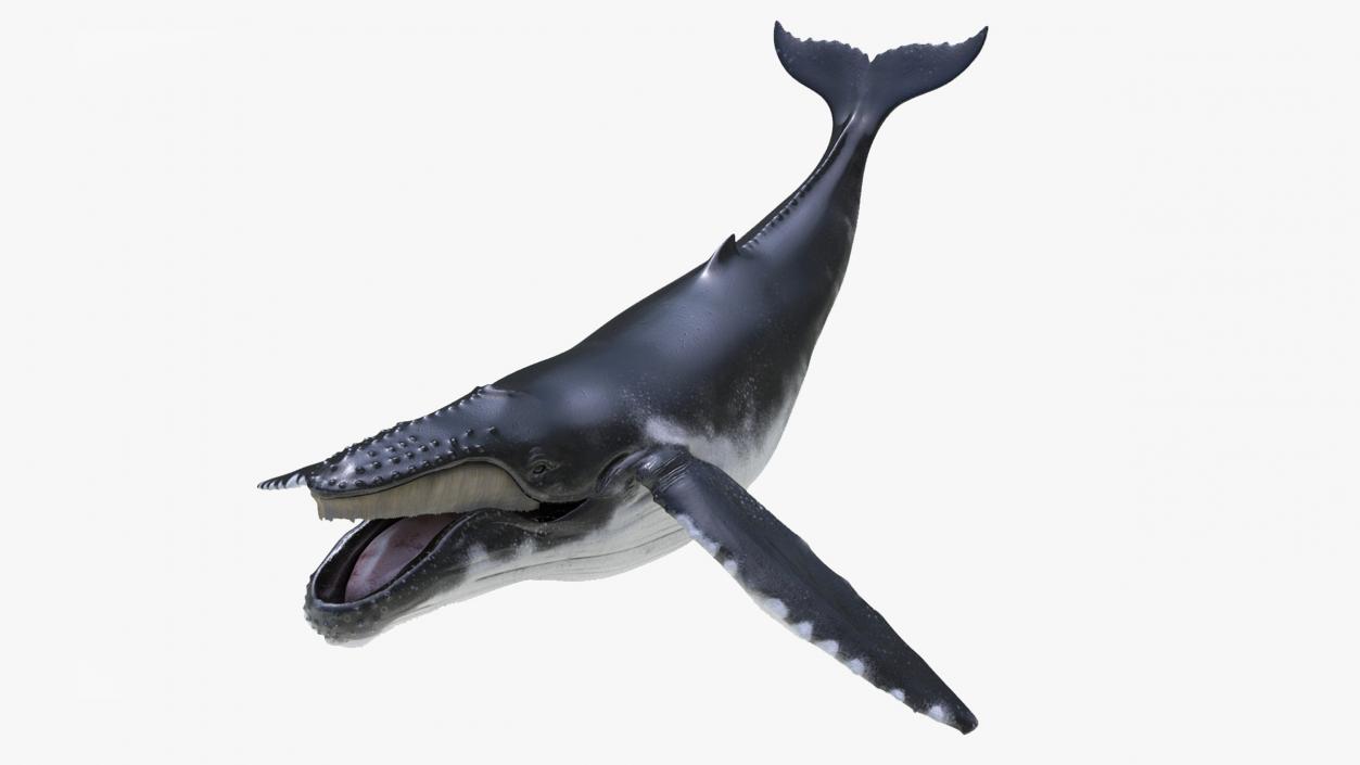 3D model Humpback Whale Rigged for Maya