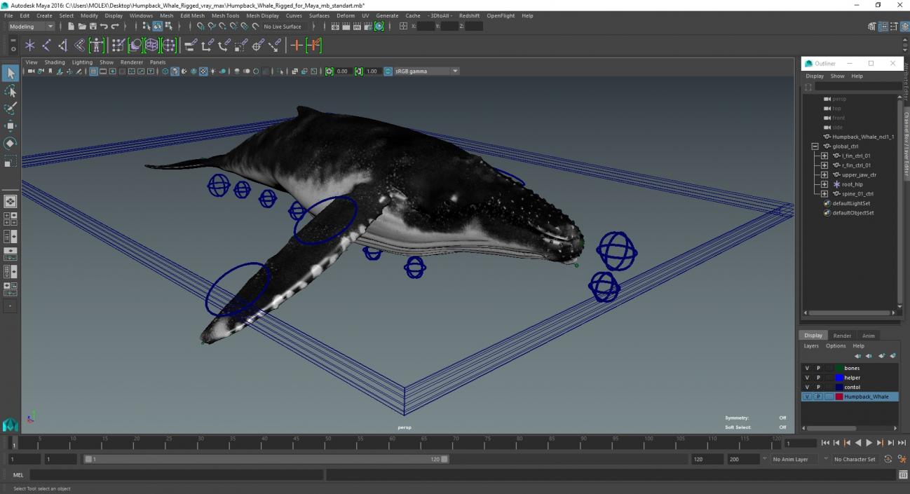 3D model Humpback Whale Rigged for Maya