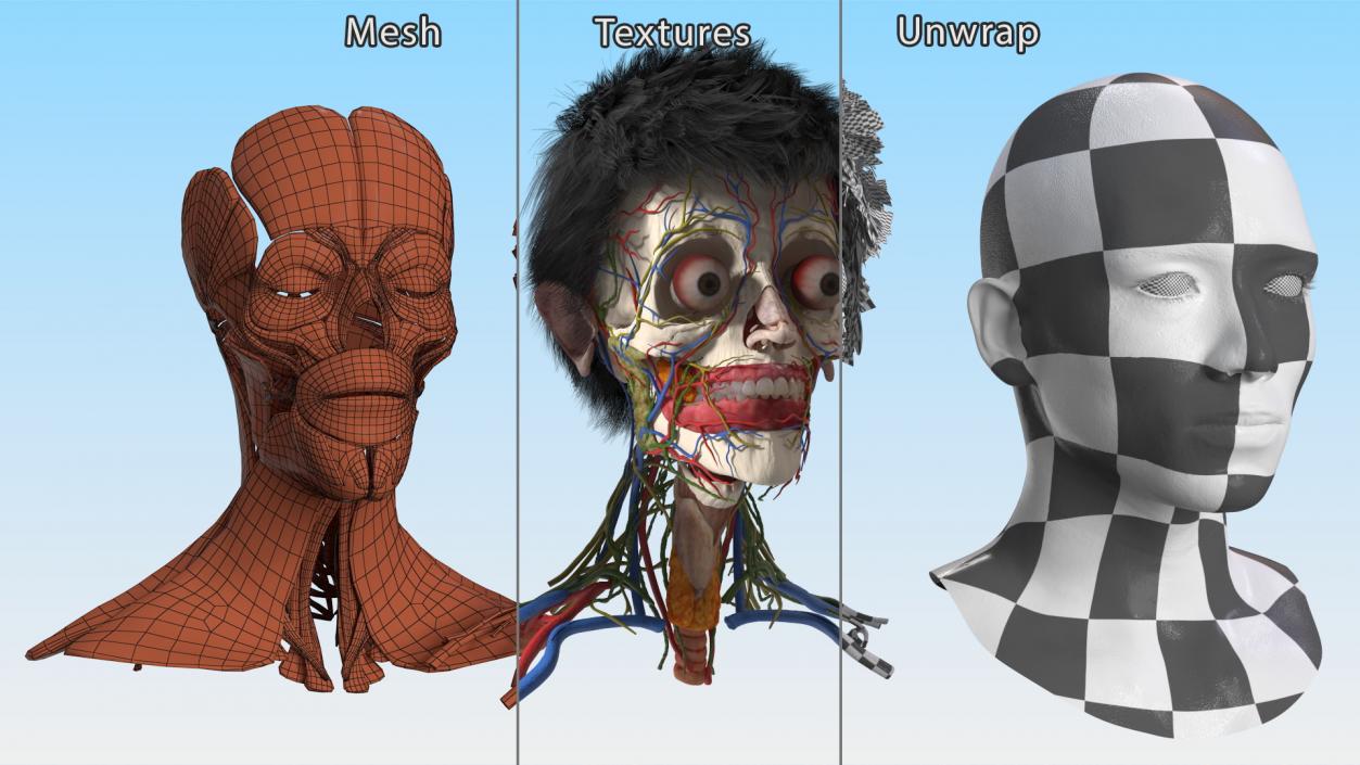 Head Anatomy Asian Man 3D